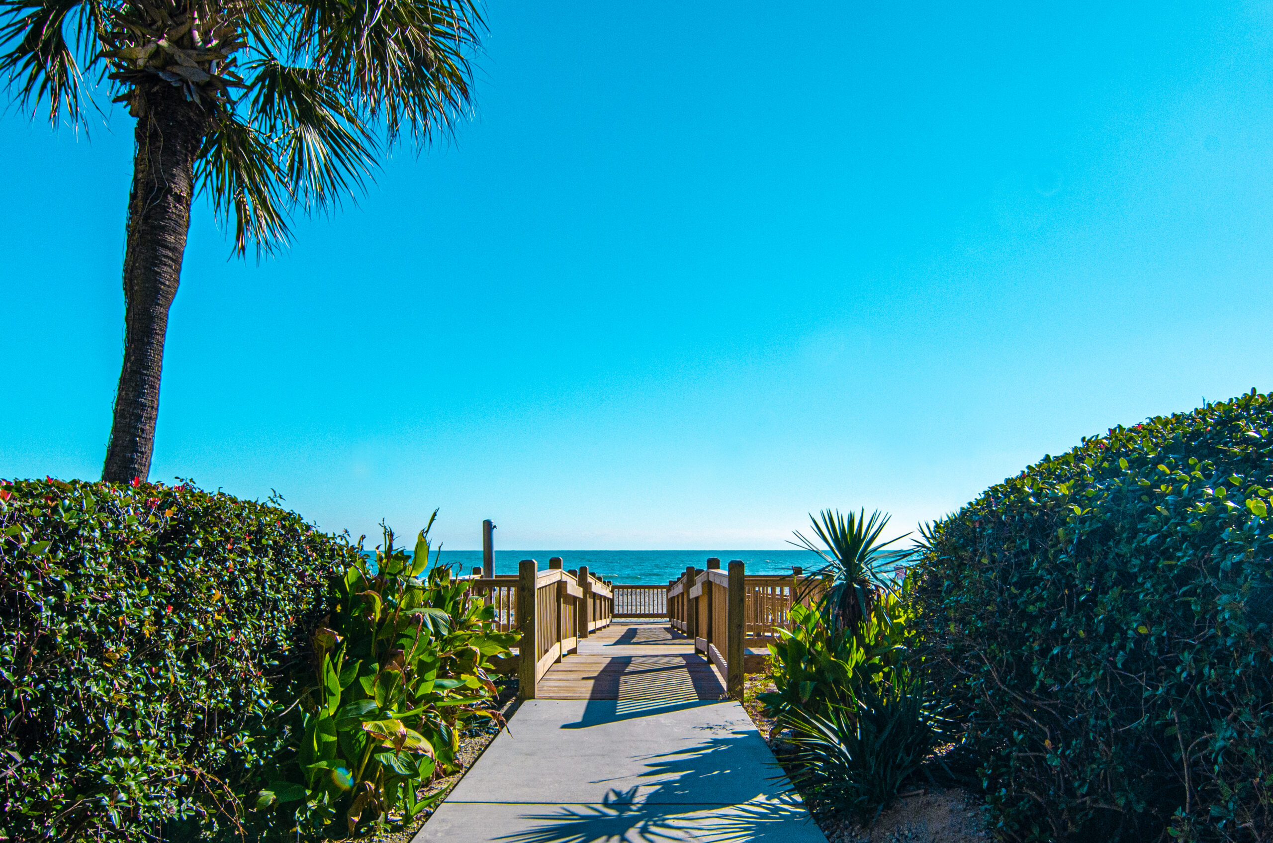 A pathway leads to the ocean, flanked by plants and a palm tree.
